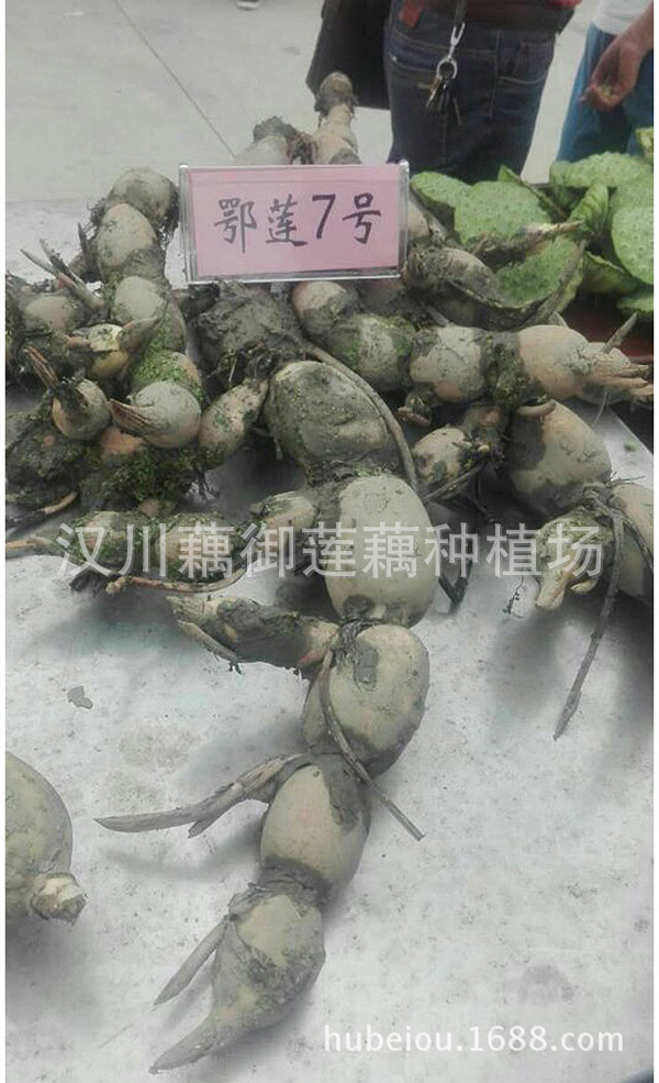 鄂莲七号(珍珠藕).jpg